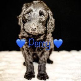 Double Doodle and Goldendoodle Puppies from Patterson Doodles