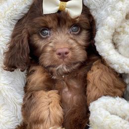 Harper - Brown female Cavapoo puppy in Bellingham, Washington from My Sweet Poodles and Doodles