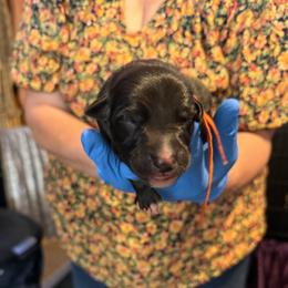 Orange Collar - Black and white male Greyhound puppy in Mesa, Arizona from ARK Greyhound Kennel LLC