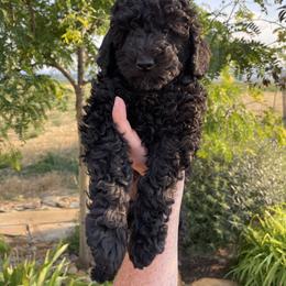 English Springer Spaniel, Poodle, and Springerdoodle Puppies from Little Mountain Springers, Springerdoodles & Poodles
