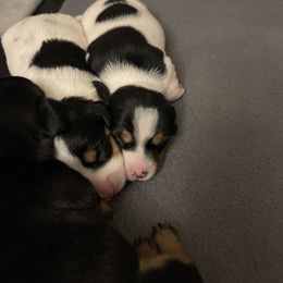 Dachshund Puppies from High Mountain Dachshunds