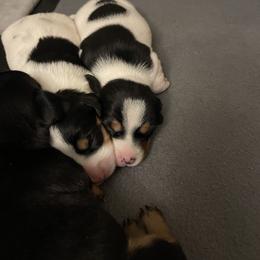 Dachshund Puppies from High Mountain Dachshunds