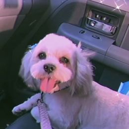 Dolce - Lhasa Apso