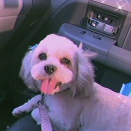 Dolce - Lhasa Apso