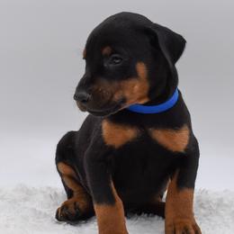 Blue collar male - Blue and rust male Doberman Pinscher puppy in Lafayette, Louisiana from Indah Lux Dobermans
