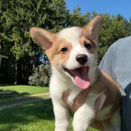 Smooch - Sable male Pembroke Welsh Corgi puppy in Arcanum, Ohio from Weissway Corgis