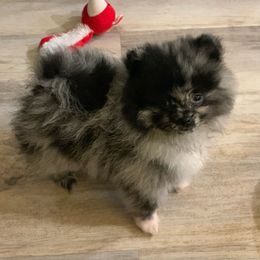 Chipper boy - Blue merle Pomeranian puppy in Colton, Oregon from Shelli’s Pampered Poms