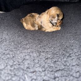 Dachshund Puppies from It’s just a wiener dachshund