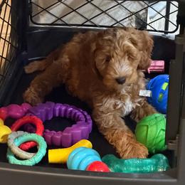 Colby - Red male Australian Labradoodle puppy in Orange, California from Little Kingdom Doodles