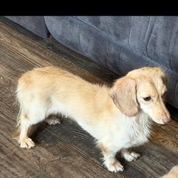 Cream puff - Dachshund