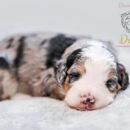 Bernedoodle, Cockapoo, and Goldendoodle Puppies from Danie’s Darling Doodles LLC