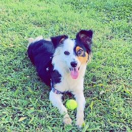 Aussiedoodles from C&K Southern Doodles