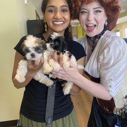 Companion Cross Puppies from Puppies Full of Love