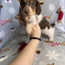 Prancie - Piebald female Dachshund puppy in Oklahoma City, Oklahoma from Barrett’s Doxie Farm