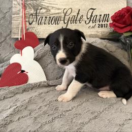 Apollo - Black and white male Border Collie puppy in Moody, Texas from Narrow Gate Farm