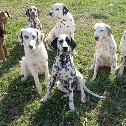 Dalmatians from Wagner's Dalmatian's