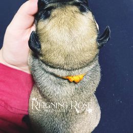 Bullmastiff Puppies from Reigning Rose Bullmastiffs