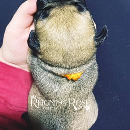 Bullmastiff Puppies from Reigning Rose Bullmastiffs