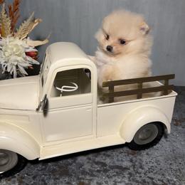 Dasher - Cream male Pomeranian puppy in Sandia, Texas from Broken Arrow Poms