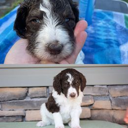 Poodle Puppies from Country Side Kennels