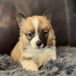 MN - F2 - Sable female Pembroke Welsh Corgi puppy in Stockton, Iowa from Infinity Corgis