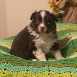 Australian Shepherd and Toy Australian Shepherd Puppies from Dogs B4 Dudes Aussies