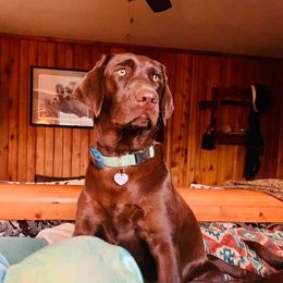 Terra - Labrador Retriever