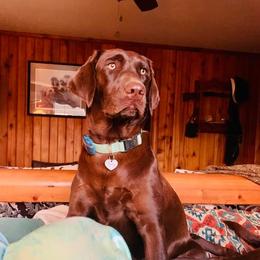 Terra - Labrador Retriever
