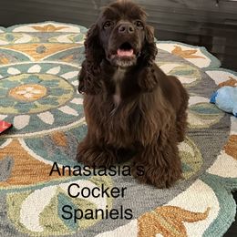 Leilah - Brown female Cocker Spaniel puppy in Defuniak Springs, Florida from Anastasia Knight's Cocker Spaniels