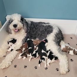Sophie - Saint Berdoodle