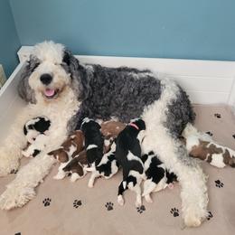 Sophie - Saint Berdoodle
