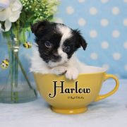 Harlow - Black female Mi-Ki puppy in Elizabeth, Colorado from Royal T Mi-Kis