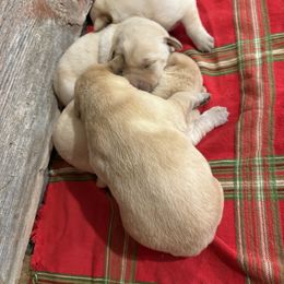 Fourth Pick of Male Pups - Yellow male Labrador Retriever puppy in Freeport, Illinois from Rock Hollow Retrievers