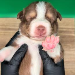 Jasmine3Boy4- RTM,NBT, blue eyes likely, CHIC-OFA-DNA-AKC Titled Parents - Red tri-color male Australian Shepherd puppy in South Hill, Virginia from Silverside Aussies LLC