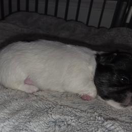 DEAN - Black and white male Chihuahua puppy in Reidsville, North Carolina from Kristims Chihuahuas