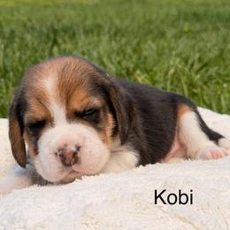 Kobi - Black tan and white male Beagle puppy in Mansfield, Missouri from Rippee Creek Kennel
