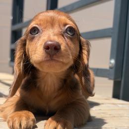 READY NOW - Shaded Red Dapple - Dapple male Dachshund puppy in Horizon City, Texas from Micah's Minis