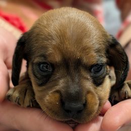 Girl Born 5th - Sable female Dachshund puppy in Bunnell, Florida from Briana's Dachshunds
