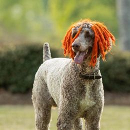 Poodles from Leo’s Doghouse