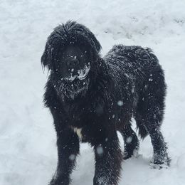 Scarlett - Newfoundland