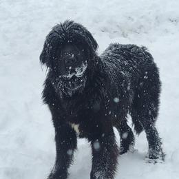 Scarlett - Newfoundland