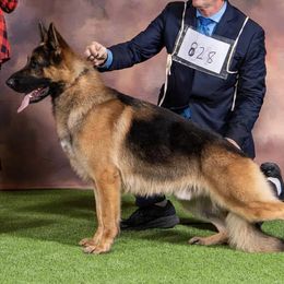 German Shepherds from Jimeni GSD