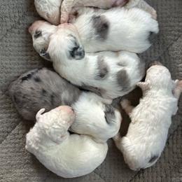 Sheepadoodle puppies from Neuroth Pup Co.