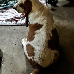 Kalifornia - Red and white female Basset Hound puppy in Manton, Michigan from BeckysBassets