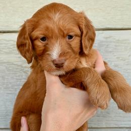 Goldendoodle Puppies from Best Friend Doodles