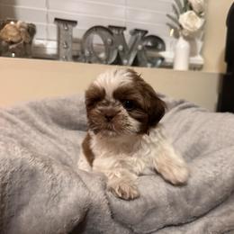 Carli - Liver and white female Shih Tzu puppy in Kodak, Tennessee from Cutshall Babies