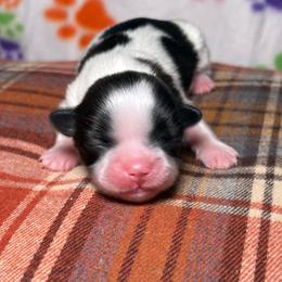 Girl 1 - Tricolor female Shih Tzu puppy in Phoenix, Arizona from Spoiled ShihTzu LLC