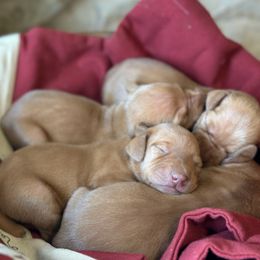 Pike - Golden rust male Vizsla puppy in Clemons, Iowa from Kaylee’s Vizslas