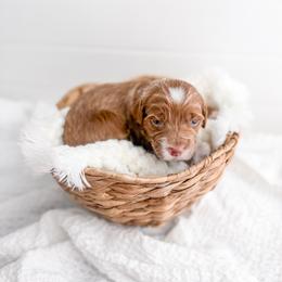 Cyprus - Red  female Goldendoodle puppy in Greencastle, Indiana from Willow & Co.
