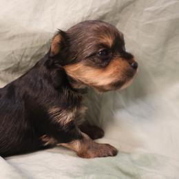 Gia - Black and tan female Yorkshire Terrier puppy in Greenwood, Wisconsin from Selah and Co.